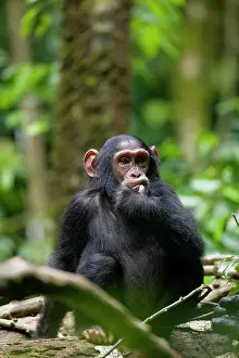 Thoughtful: Uganda, Kibale Forest Reserve. Portrait