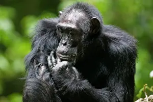 Thoughtful: Uganda, Kibale Forest Reserve. Portrait