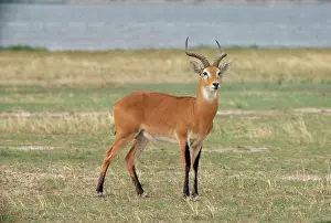 Gillean White: Uganda Kob