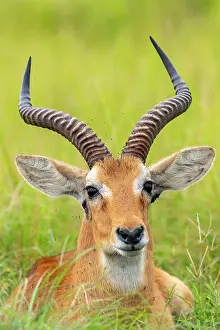 Gather: Uganda Kob male gather in the rainy season to graze