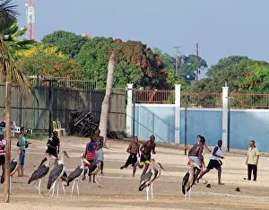 Crumeniferus: Uganda, marabou storks enjoying a game of football