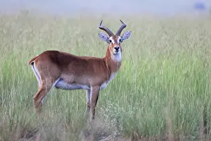 Ugandan: Ugandan Kob