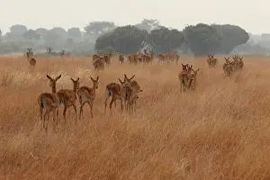 Elizabeth: Ugandan Kob