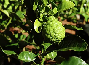 Paradisi: Ugli Fruit