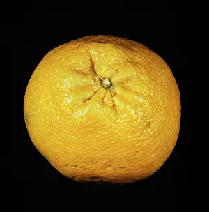 Tangerine: Ugli Fruit