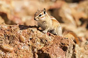 Chipmunk: Uinta Chipmunk