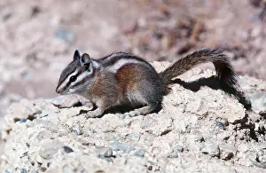 Kenneth Hoyle: UINTA CHIPMUNK