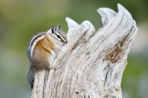 Chipmunk: Uinta Chipmunk (Neotamias umbrinus), sitting on