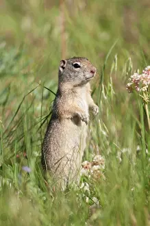Spermophilus: Uinta Ground Squirrel - alert posture - amongst grass
