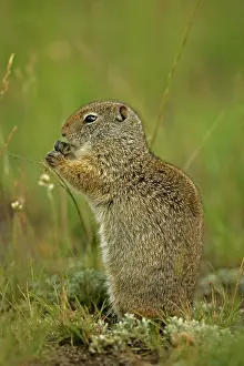 Armatus: Uinta Ground Squirrel - Feeding