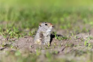 Spermophilus: Uinta Ground Squirrel / Potgut Grand Teton National