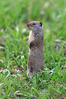 Spermophilus: Uinta Ground Squirrel / Potgut - standing alert