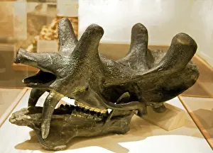 Paleocene: Uintathere Skull Fossil