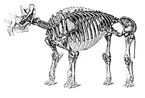 Consumer: Uintatherium, AKA Dinoceras, Cenozoic Mammal