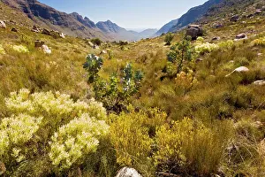 Cederberg: The Uitkyk Pass - with fynbos in the foreground