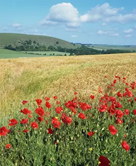 Margins: UK - Corn fields & poppies on South Downs, as a