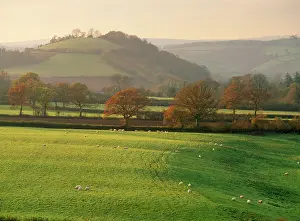 Anthony Harrison: UK - Devon. Fields with Hood Ball sheep in foreground