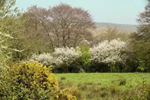 Corfe: UK - Dorset countryside in spring, near Corfe Castle