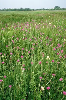 Thistles: UK - Thistle & Meadow Rue