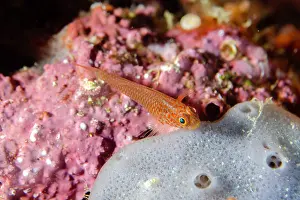 Goby: Ukkrit's Pygmygoby