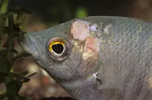 Sick: Ulcers on the head of a freshwater aquarium fish