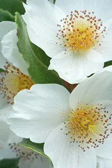 Valdivian: Ulmo Tree flowers - white flowers of the Ulmo Tree