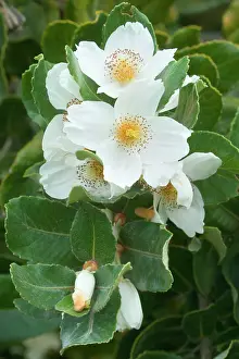 Valdivian: Ulmo Tree flowers - white flowers of the Ulmo Tree