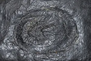 Pennsylvanian: Ulodendron Tree Fossil
