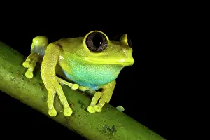 Michele Menegon: Uluguru Forest / Ruby-eyed Tree Frog