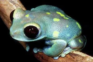 Leptopelis: Uluguru Forest Treefrog