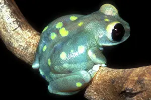 Leptopelis: Uluguru Forest Treefrog