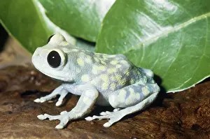 Hyperoliidae: Uluguru Forest Treefrog