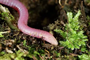 Caecilians: Uluguru pink Caecilian - on the forest floor
