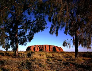 Ayers: Uluru (Ayers Rock) framed by trees (Desert oaks)