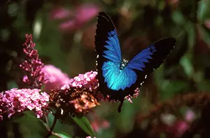 Buddleia: Ulysses butterfly - on Buddleia (Buddleia sp.) flowers
