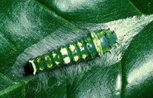 Ulysses: Ulysses butterfly - larva / Caterpillar resting