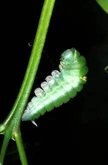 Ulysses: Ulysses butterfly - pre-pupa