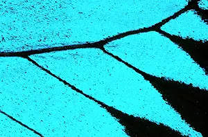 Ulysses: Ulysses butterfly - wing scales