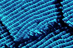 Ulysses: Ulysses butterfly - wing scales