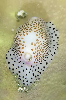 Calpurnus: Umbilical Egg Shell