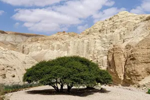 Tortilis: Umbrella acacia (Vachellia tortilis) in dry stream