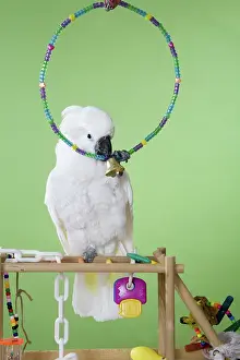 Cacatua: Umbrella Cockatoo
