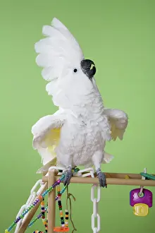 Cacatua: Umbrella Cockatoo