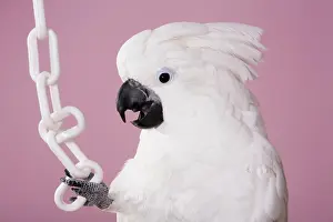Cacatua: Umbrella Cockatoo