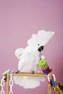 Cacatua: Umbrella Cockatoo
