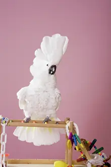 Cacatua: Umbrella Cockatoo