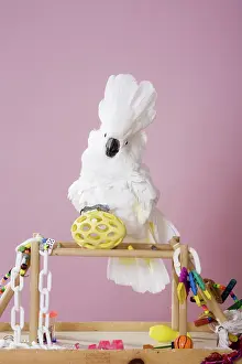Cacatua: Umbrella Cockatoo
