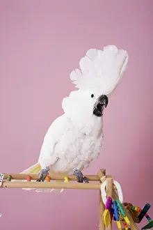 Cacatua: Umbrella Cockatoo