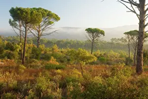 Pinea: Umbrella Pine (or Stone Pine) - woodland, with scrub below