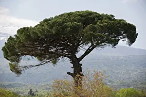 Etna: Umbrella Pine - in Sicilian landscape, on the slopes